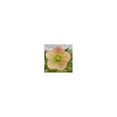 Planta Spanz, Helleborus Orientalis, flori simple, apricot, orange, ghiveci 10cm