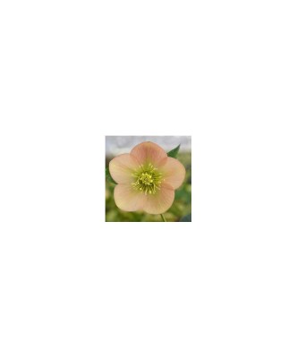 Planta Spanz, Helleborus Orientalis, flori simple, apricot, orange, ghiveci 10cm foto