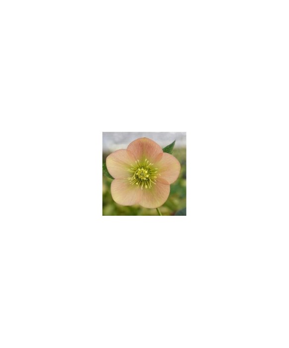Planta Spanz, Helleborus Orientalis, flori simple, apricot, orange, ghiveci 10cm