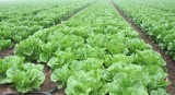 depozite salata austria