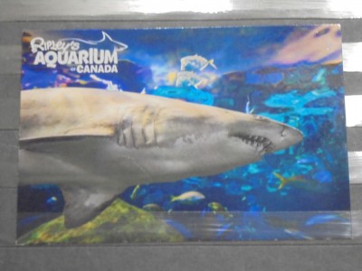 CANADA - RIPZEY &amp;quot;S AQUARIUM - SAND TIGER SHARK ( RECHINUL DE NISIP ) - foto