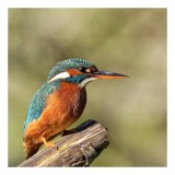 Tablou Canvas, "Pescarus albastru pe ramura toamnei", Pasăre, Albastră, Portocalie, Cioc Ascuțit, Pe Ramură, Plină De Viață, Natură, Frumusețe, Penaj