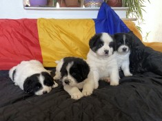 Ciobanesc de bucovina foto