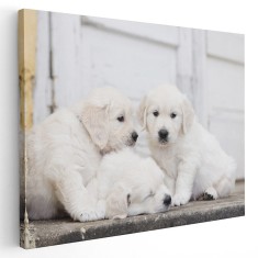 Tablou trei catelusi Golden Retriever Tablou canvas pe panza CU RAMA 20x30 cm