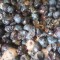 PRUNE DE PALINCA (BORHOT)