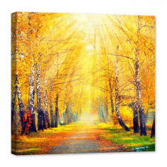 Tablou luminos in intuneric, GlowforHome, Raze de lumina in Parcul de mesteceni Toamna, 60 cm x 60 cm foto