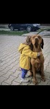 Vizsla Maghiar