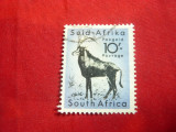 Timbru 10 sh. Antilopa- Africa de Sud- dominion Britanic 1954 ,stampilat