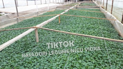 Rasaduri de rosii / tomate ardei vinete castraveti salata 2025 foto