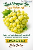 Struguri nohan alb de v&acirc;nzare