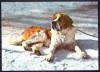 AMS - ILUSTRATA 569 SAINT BERNARD, NECIRCULATA, Printata
