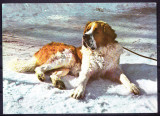 AMS - ILUSTRATA 569 SAINT BERNARD, NECIRCULATA, Printata