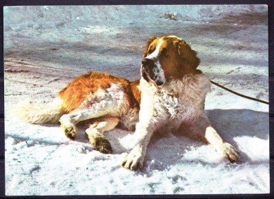 AMS - ILUSTRATA 569 SAINT BERNARD, NECIRCULATA foto