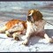 AMS - ILUSTRATA 569 SAINT BERNARD, NECIRCULATA