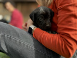 Pui labrador retriver de v&acirc;nzare, Bosch