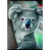 Caiet Ilijanum Wild Life A5 aritmetica 60 file