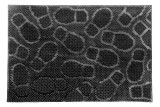 COVORAS INTRARE ANTIDERAPANT CAUCIUC 40X60CM,DIVERSE MODELE,VANORA HOME(mix 5 modele,10 buc/bax,2