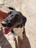 Jack Russell Terrier