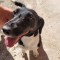 Jack Russell Terrier
