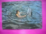 HOPCT 11657 DELFINI LA DELFINARIU CONSTANTA-CT - ROMANIA-NECIRCULATA