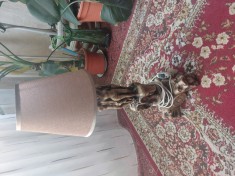 Veioza decorativa foto