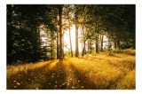 Tablou Canvas, "Lumina bl&acirc;ndă a dimineții &icirc;n pădure", Soare, Pădure, Razele, Lumină, Iarbă, Flori, Apus, Natură, Trunchiuri, Serenitate, 39 x 26 cm, C