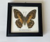 Insectar cu fluturele Papilio demoleus, fluture de lăm&acirc;ie, coadă de r&acirc;ndunică