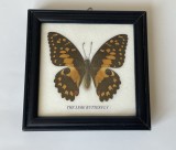 Insectar cu fluturele Papilio demoleus, fluture de lăm&acirc;ie, coadă de r&acirc;ndunică