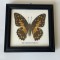 Insectar cu fluturele Papilio demoleus, fluture de lăm&acirc;ie, coadă de r&acirc;ndunică