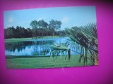 HOPCT 8200 PALM COURSE WALT DISNEY WORLD -GOLF -SUA-AMERICA DE NORD -NECIRCULATA-, Printata