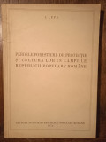 PERDELELE FORESTIERE DE PROTECTIE SI CULTURA LOR IN CAMPIILE REPUBLICII ROMANE