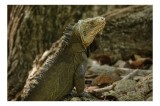 Tablou Canvas, "Iguana admir&acirc;nd pădurea tropicală", Iguana, Scuturi, Textură, Păm&acirc;nt, Natură, Frunze, Trunchi, Solzi, 39 x 26 cm, CMCLASS