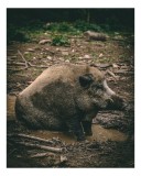 Tablou Canvas, "Mistret odihnindu-se &icirc;n noroiul pădurii", Nu pot identifica sau comenta despre animale &icirc;n imagini., 26 x 39 cm, CMCLASS