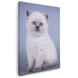 Tablou pisica Scottish Fold Tablou canvas pe panza CU RAMA 80x120 cm