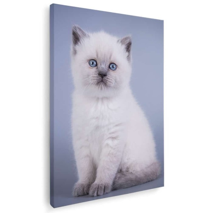 Tablou pisica Scottish Fold Tablou canvas pe panza CU RAMA 50x70 cm