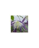 Clematis Blue Surprise GA C2 E Atragene G., Oem