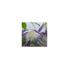 Clematis Blue Surprise GA C2 E Atragene G.