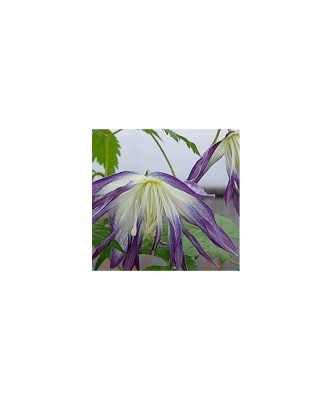 Clematis Blue Surprise GA C2 E Atragene G. foto