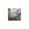 Clematis Blue Surprise GA C2 E Atragene G.