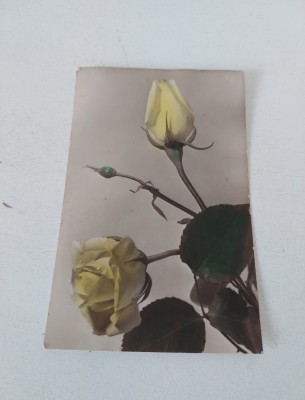 Felicitare veche romaneasca tip fotografie cu trandafiri galbeni foto