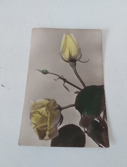 Felicitare veche romaneasca tip fotografie cu trandafiri galbeni