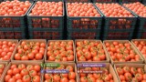 Rasad rosii castraveti ardei vinete alte rasaduri legume de vanzare 2025