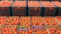 Rasad rosii castraveti ardei vinete alte rasaduri legume de vanzare 2025