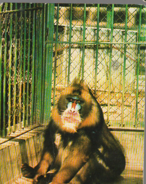 CPI B 12258 CARTE POSTALA - BUCURESTI. GRADINA ZOOLOGICA, MANDRIL