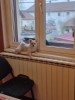 Pomeranian femela, Pedigree