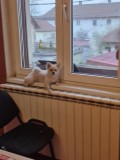 Pomeranian femela