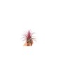 Planta aeriană Tillandsia Ionantha red - Medi