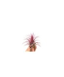 Cumpara ieftin Planta aeriană Tillandsia Ionantha red - Medie