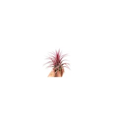 Planta aeriană Tillandsia Ionantha red - Medi