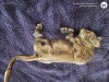 Piesa bronz placat cu aur reprezentand bourul moldav , circa 25 cm lungime